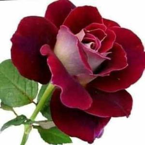 صغری فاضلی مهرآبادی